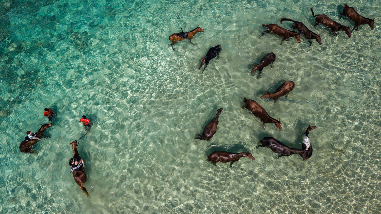 An aerial view of horses swimming and wading in turquoise, transparent ocean waters, with some individuals riding the horses