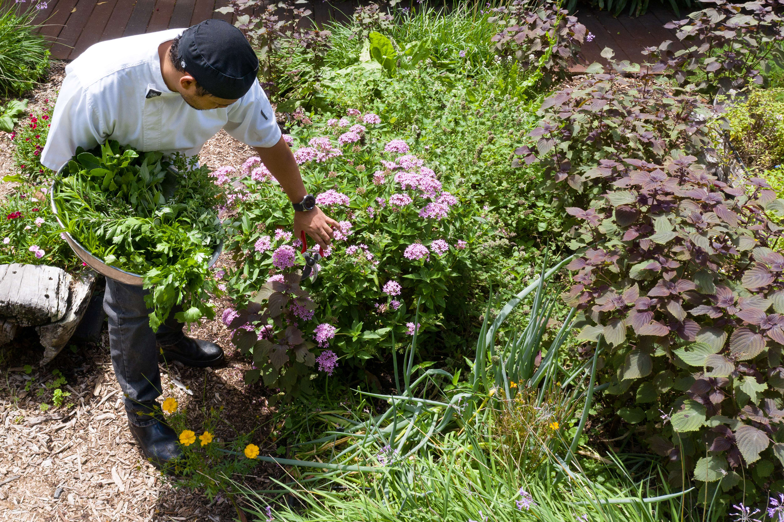A gardener in white shirt and black cap tends to a lush, diverse garden with purple flowering plants, green herbs, and yellow accent flowers. The garden features multiple plant varieties and textures on a mulched ground.