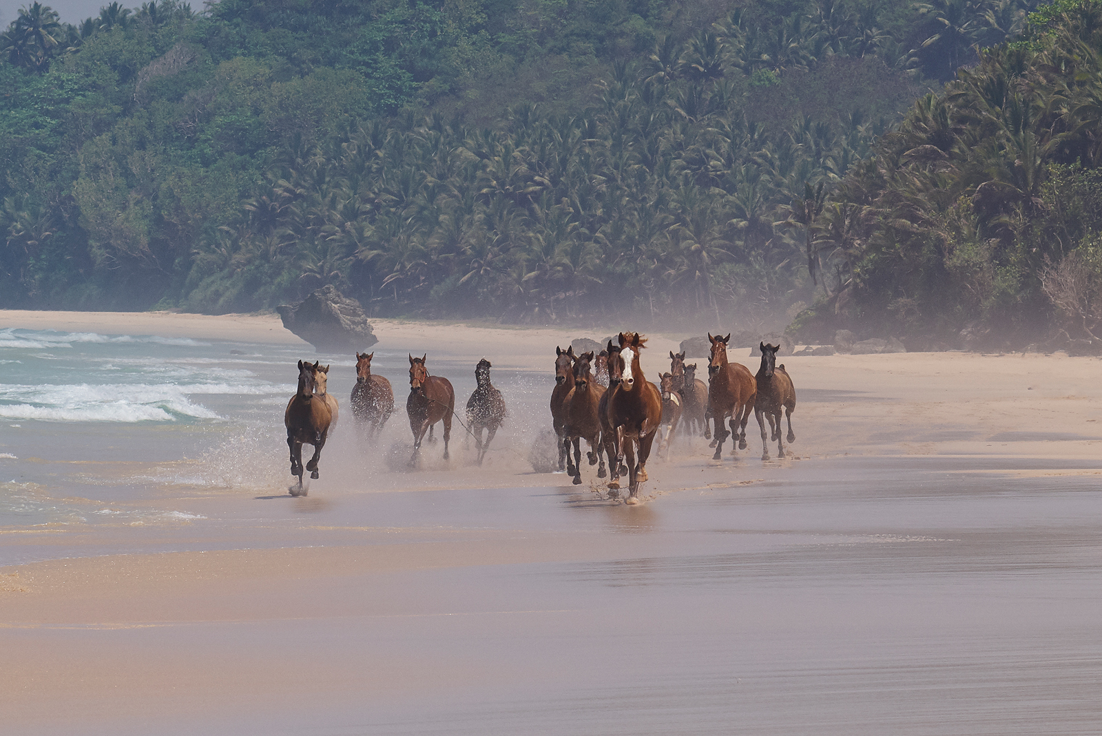 A herd of horses galloping along a misty, sandy beach with lush tropical palm forest in the background. The horses kick up sand and water as they run near the ocean waves.